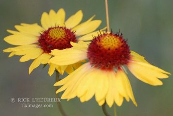 Yellow Flowers